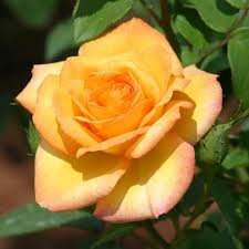 Gold Medal Rose
